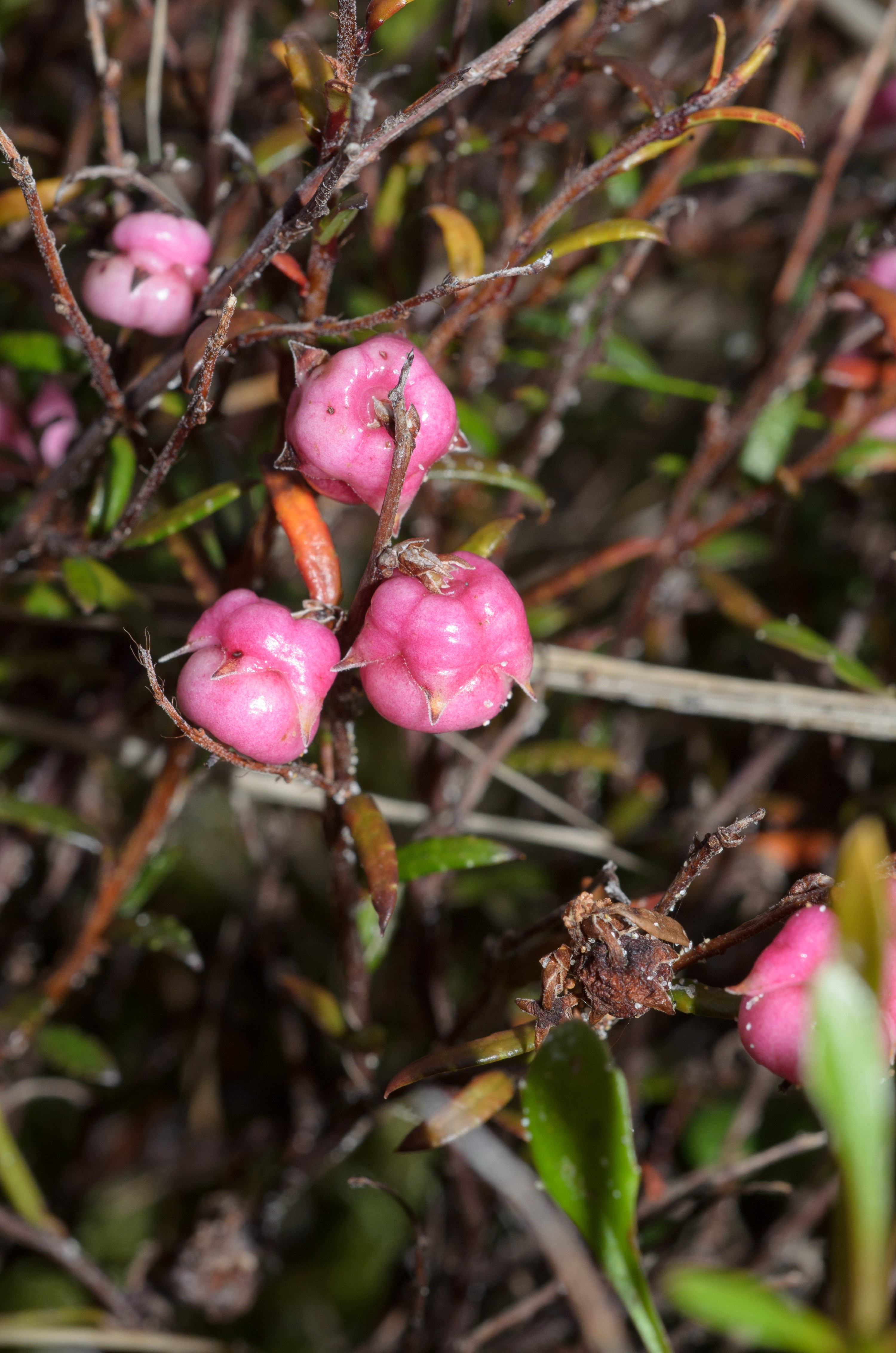 DSC_1980 – Adventure, Bay, Crispin, Island, March 2017, Mason, Mason Bay, National Park, New, New Zealand, Rakiura, South, Stewart, Zealand
